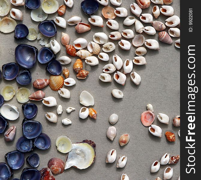Natural multicolored seashells on a textured lightly grey background. Including rare brightly dark blue copies. Natural multicolored seashells on a textured lightly grey background. Including rare brightly dark blue copies.