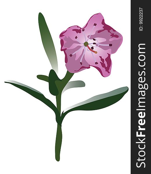 Alpine Bog Laurel