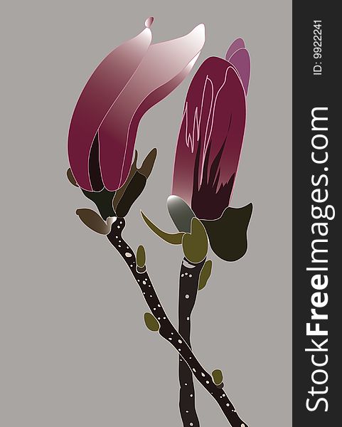 A botanical illustration of two magnolia buds