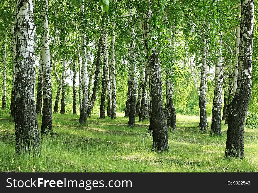 Tall birches with green grass. Tall birches with green grass