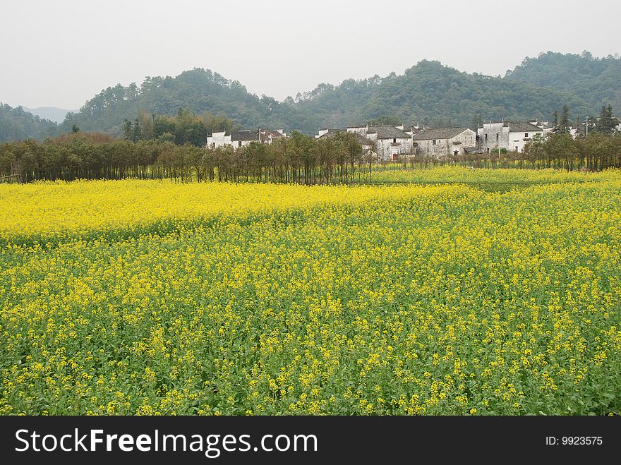 Small village in the rape field