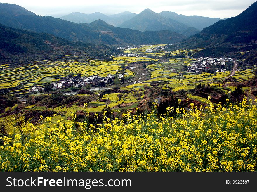 A beautiful terrace,full of rape flower. A beautiful terrace,full of rape flower