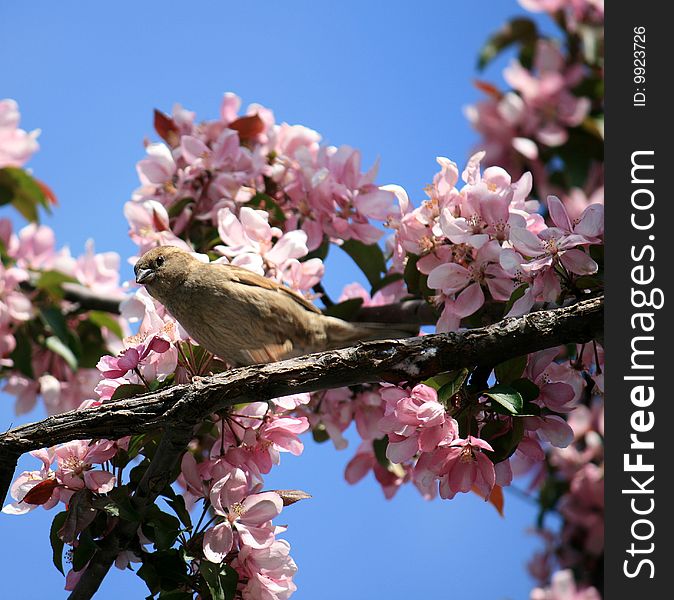 The bird sitting on blooming branch