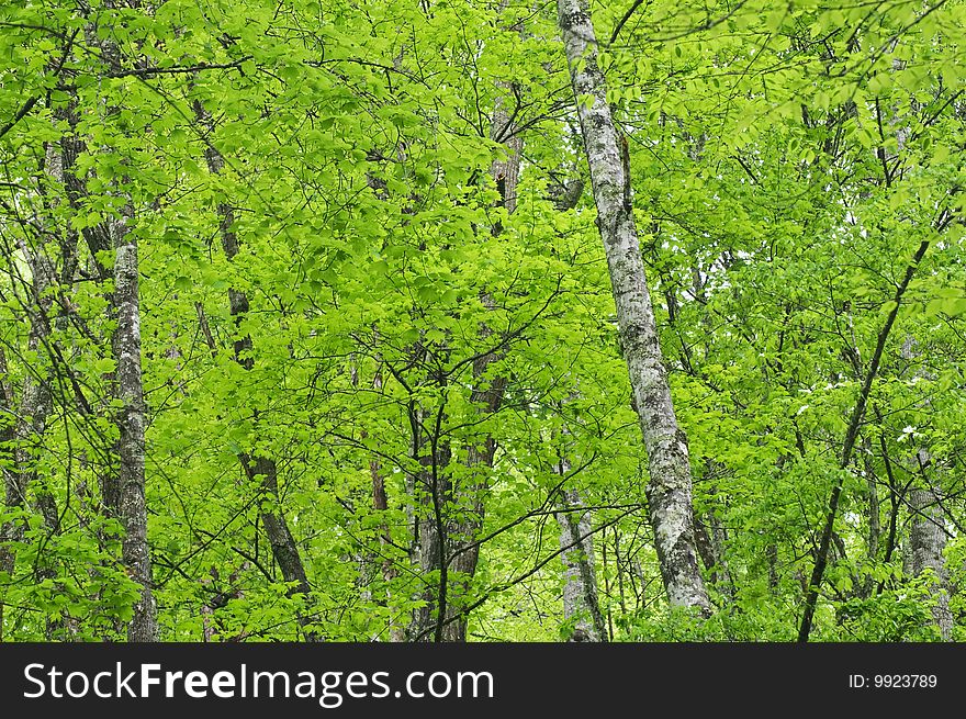 Close up of green forest trees