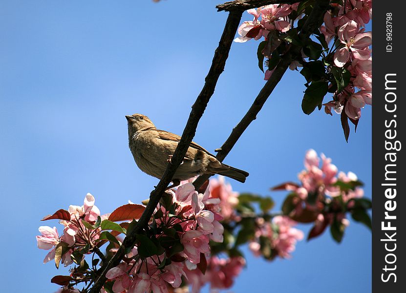 The bird sitting on the blooming branch