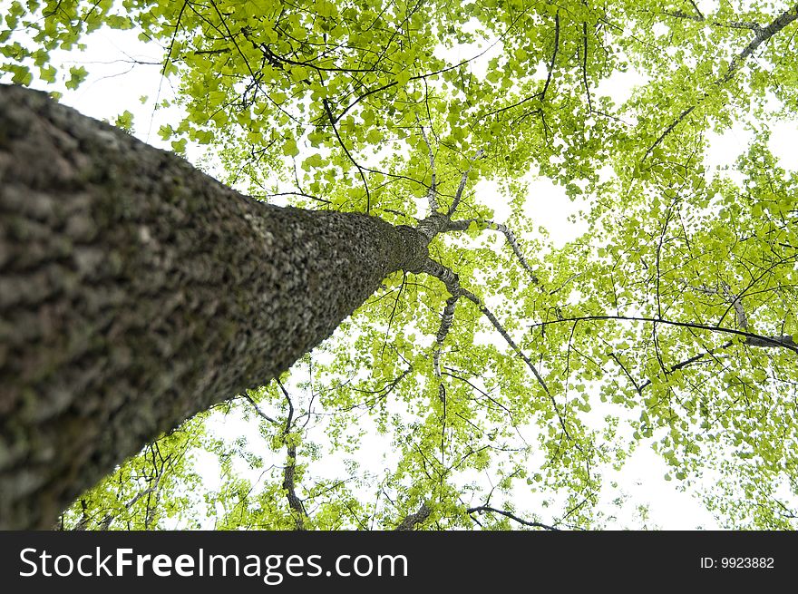 Upward angle of tree with selective focus