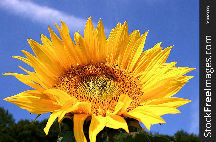 Sun Flower 2