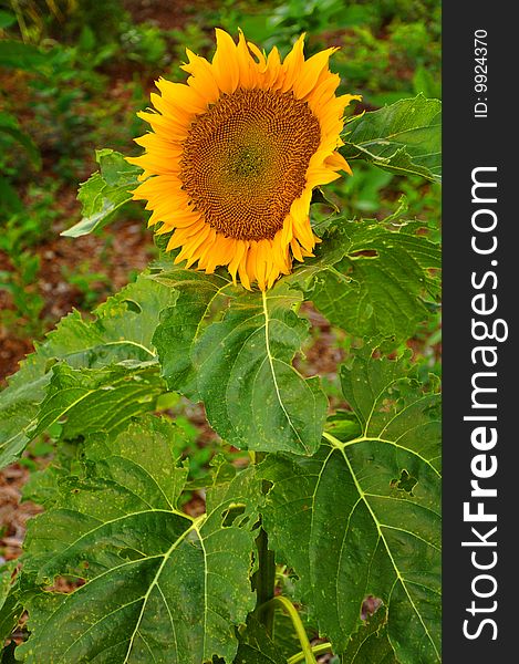 A single sunflower plant in a garden