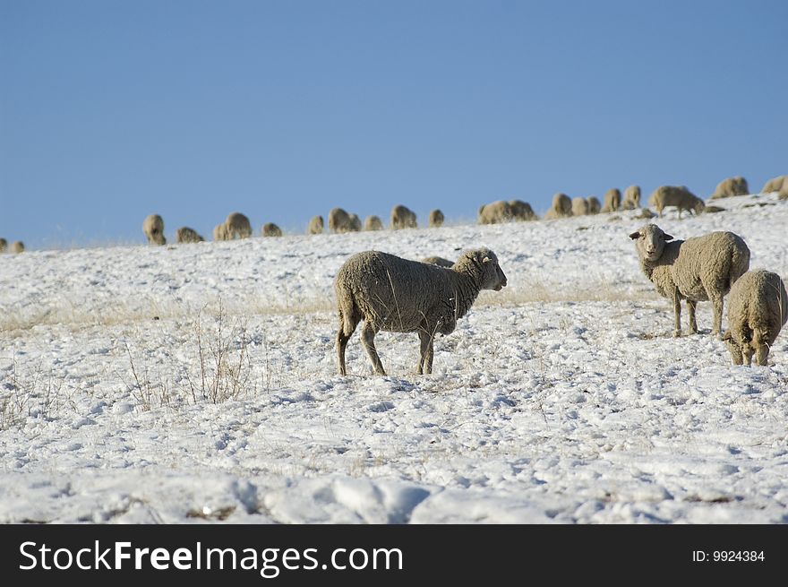 Herd of rams are grazed on a slope of steppe Tazheranskoj. Herd of rams are grazed on a slope of steppe Tazheranskoj.