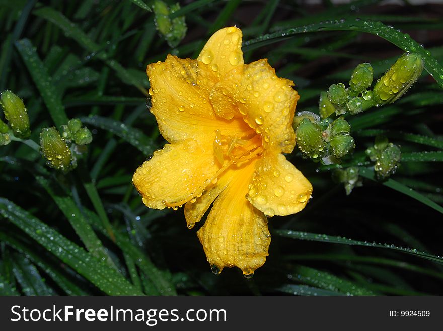 Yellow Flower After Rain