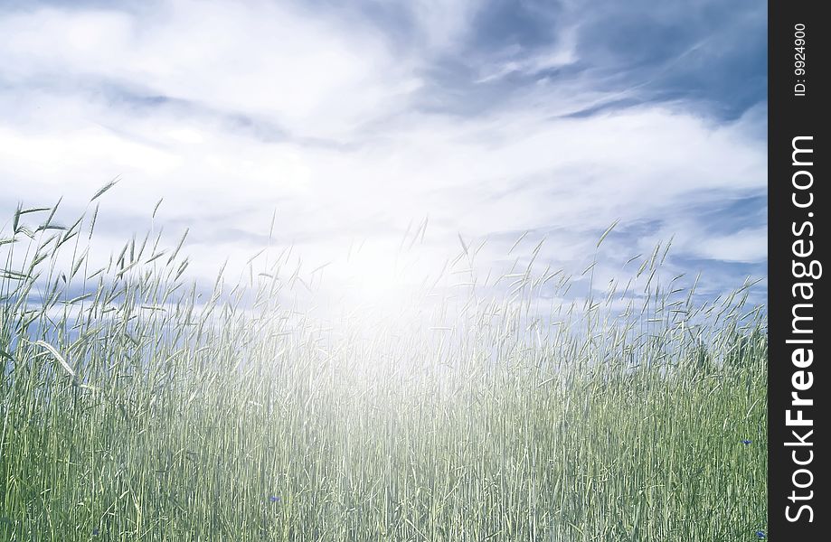 Sunset sky in a field of wheat, as a background.