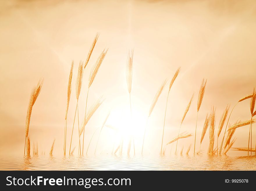 Water plants at sunset