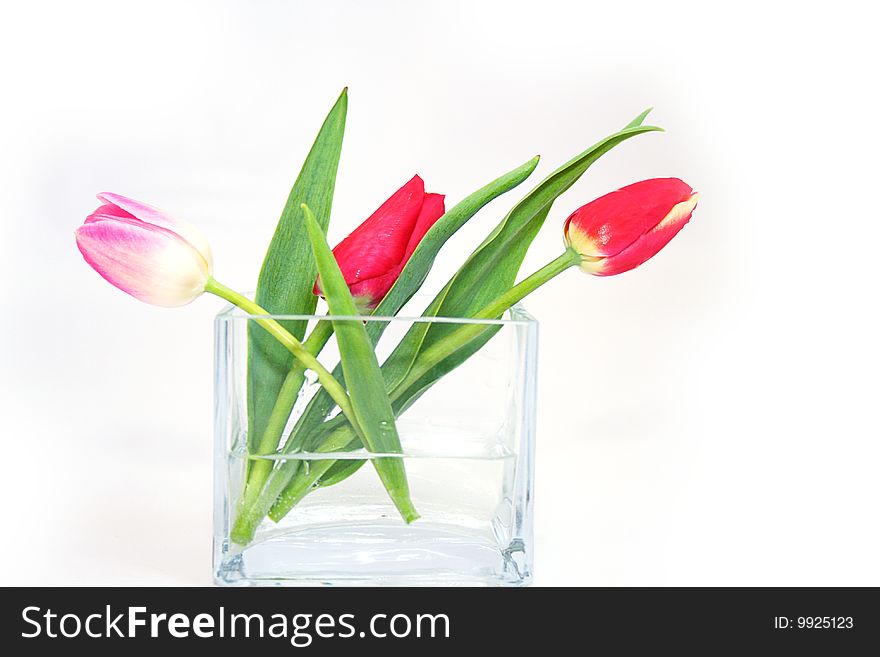 Spring tulips in a crystal vase