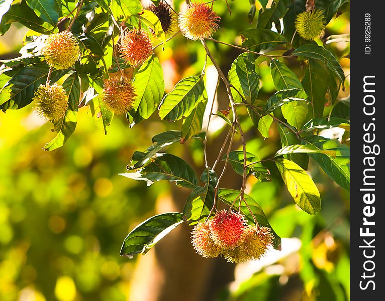 Ripening rambutans in its tree