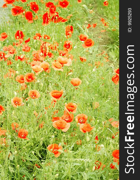 Red poppies in a green meadow. (Papaver L.). Red poppies in a green meadow. (Papaver L.)