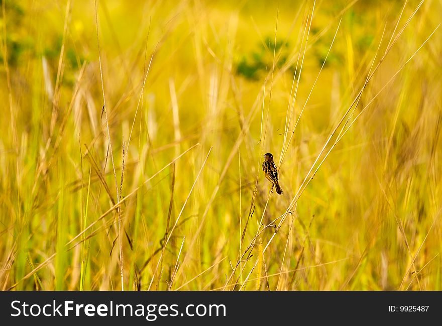 Tiny munia perched on the long stalks of dried grass in an open wild field. Tiny munia perched on the long stalks of dried grass in an open wild field