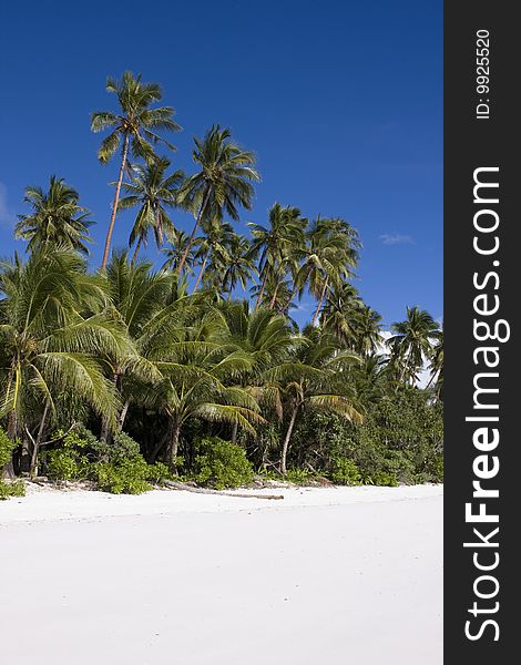 White sand beach with palms and blue sky