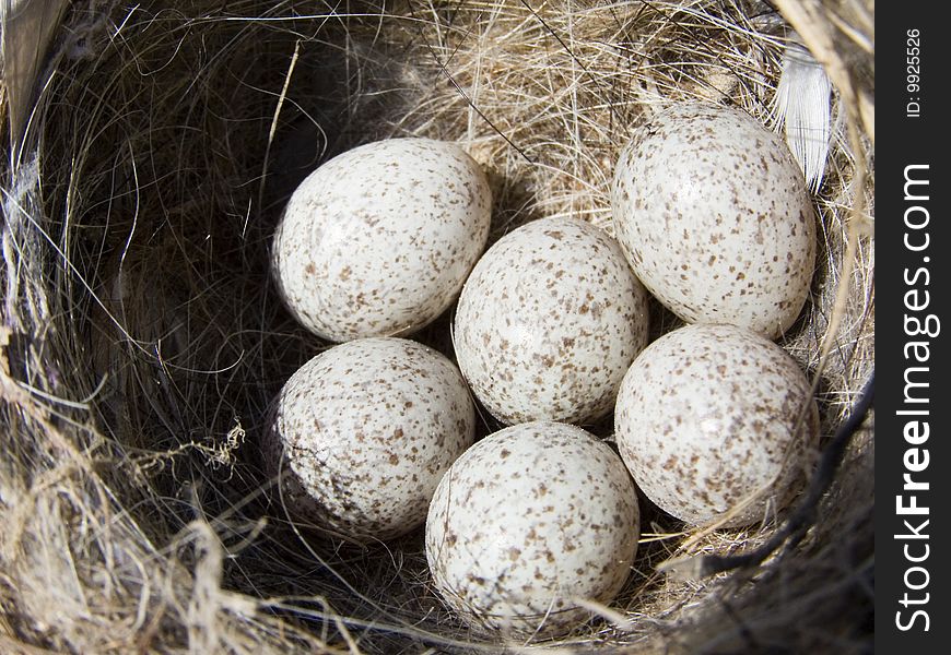 Eggs from which soon will hatch young nestling. Little eggs are in a nest.