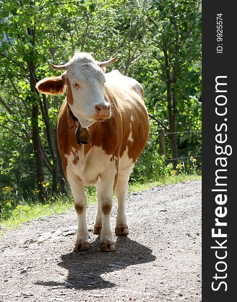 An Austrian cow standing in the middle of a stone path. An Austrian cow standing in the middle of a stone path