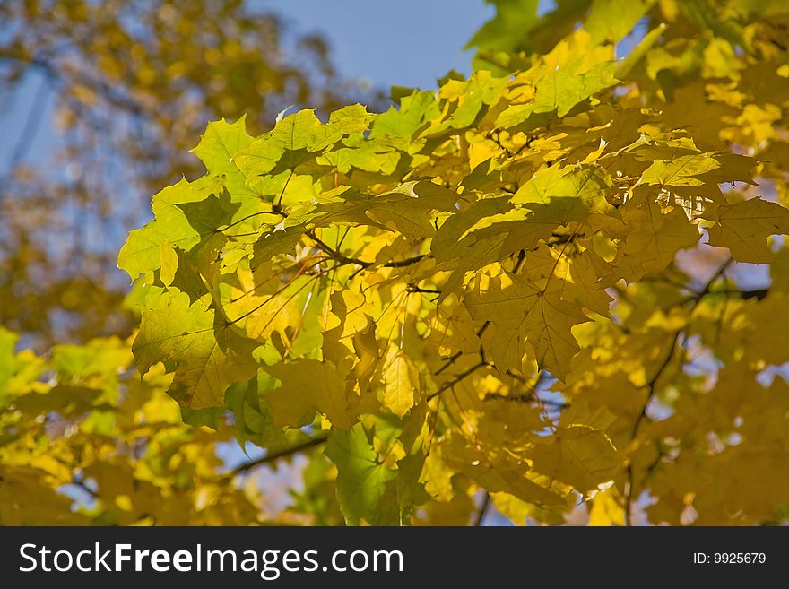 Golden maple branches on blue sky background. Golden maple branches on blue sky background