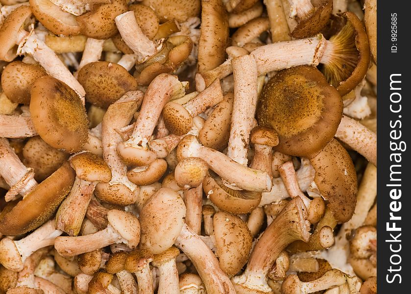 Background with brown honey fungus. Background with brown honey fungus