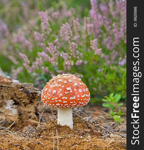 Red Fly-agaric On Fower Background