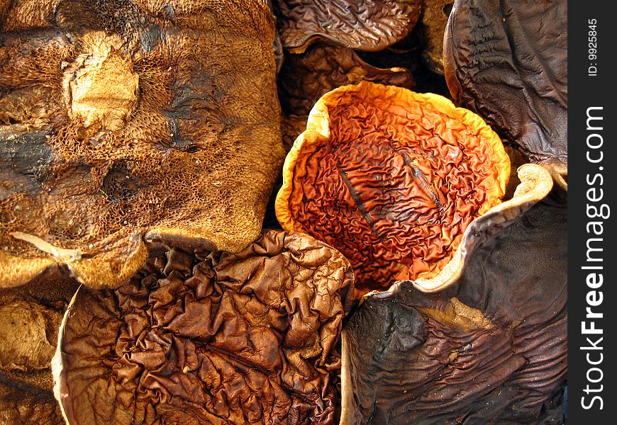 Dried Mushrooms Composition