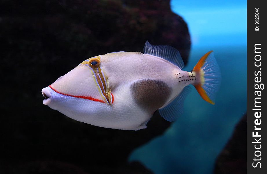 Small fish under water in an aquarium.