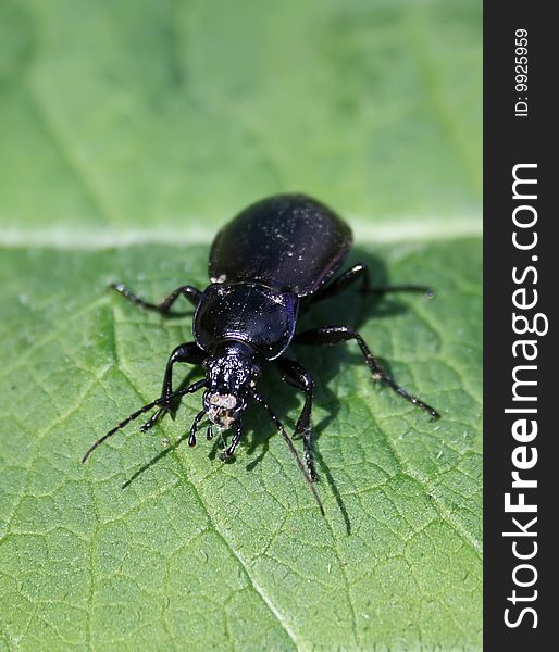 Black Beetle On A Leaf