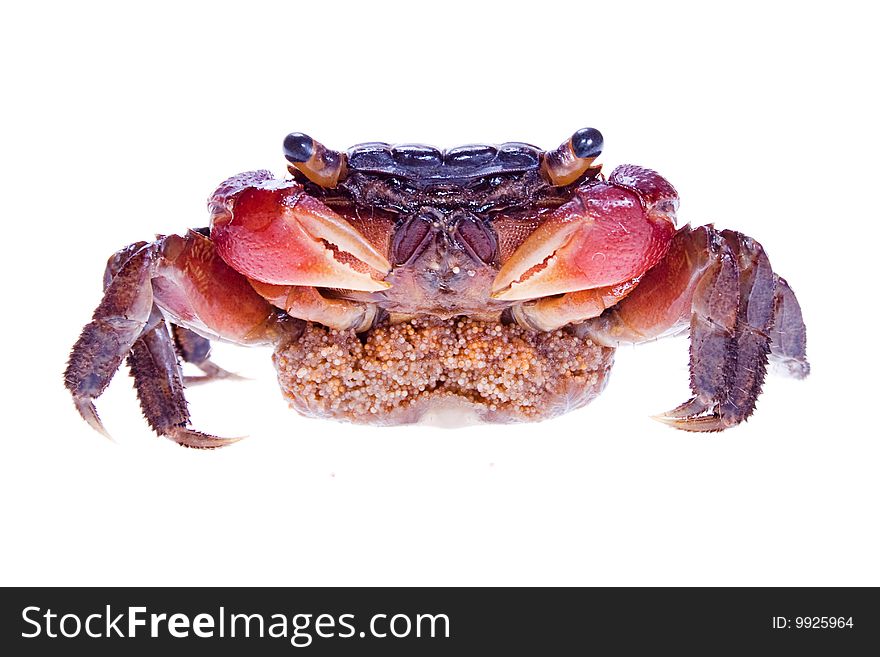 Crab isolated on white background.