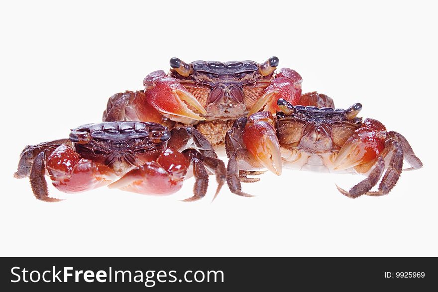 Crabs isolated on white background.