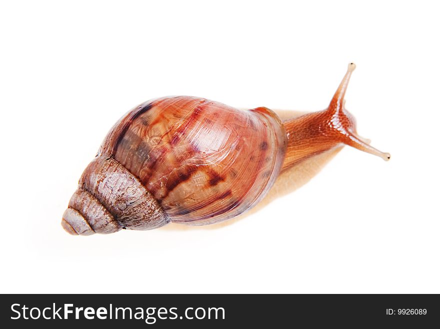 Snail isolated on white background.