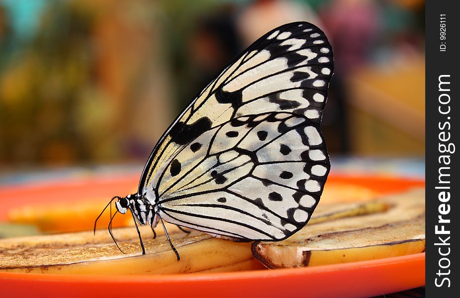 The butterfly on fruit, eats, with open wings