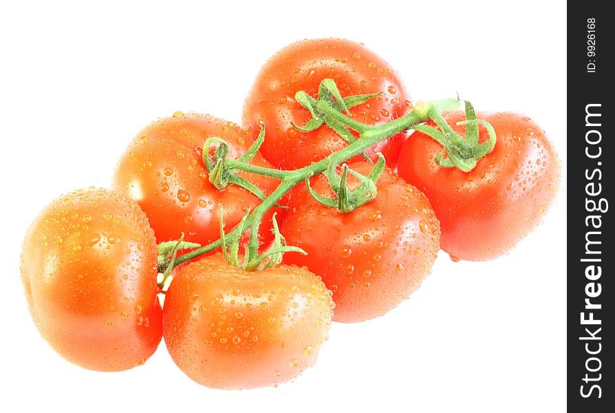 Branch tomatoes in water drops on a white background, it is isolated.