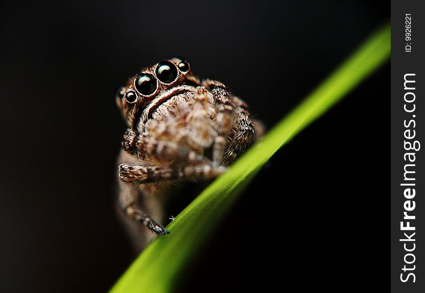 A little jump spider stood on the leaf, and looked curiously at me. A little jump spider stood on the leaf, and looked curiously at me.