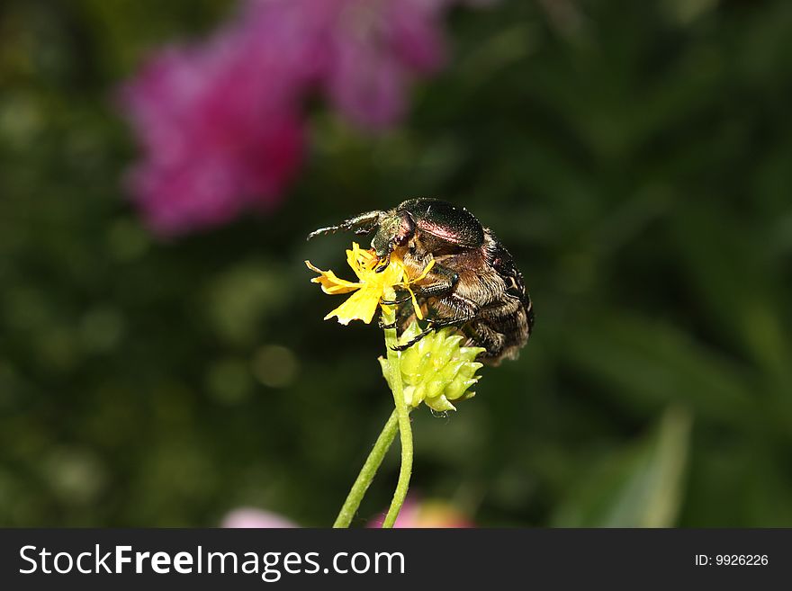 Green, big bug on a yellow flower.