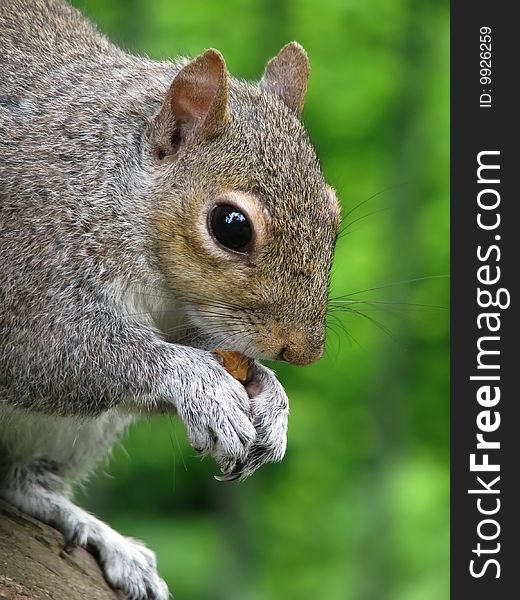 Squirrel eating a nut. Park in London