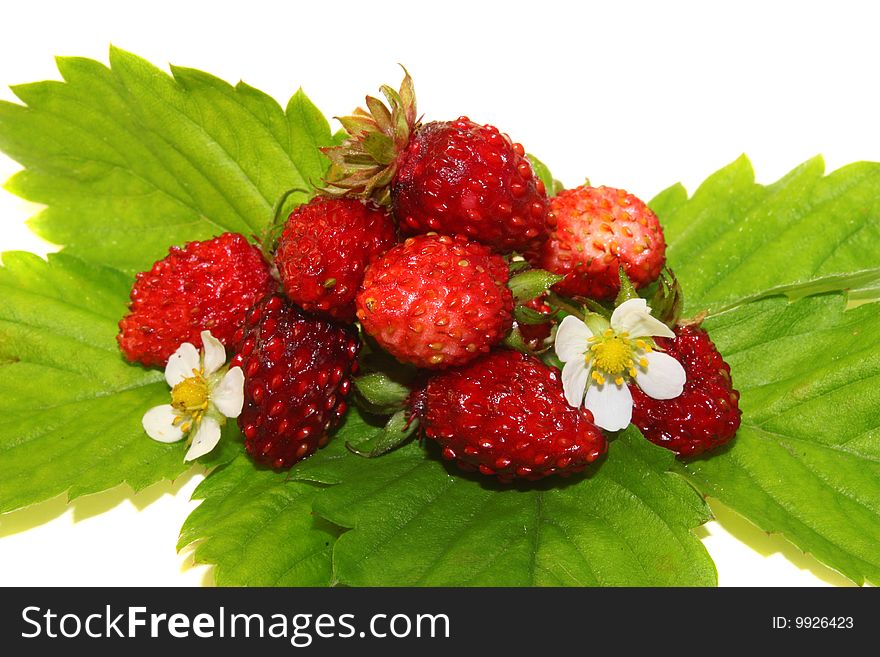 Ripe wild strawberry on leaves, on a white background, it is isolated.