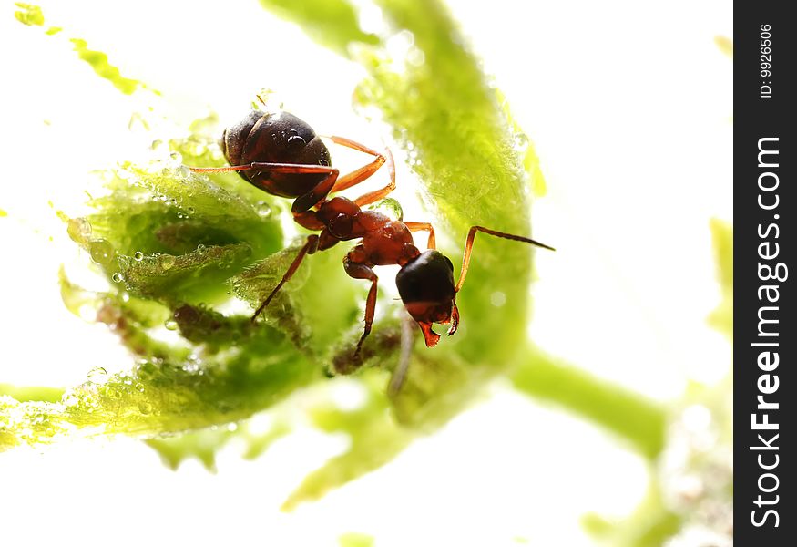 Small ant on the big green leaf. Narrow depth of field. Small ant on the big green leaf. Narrow depth of field.