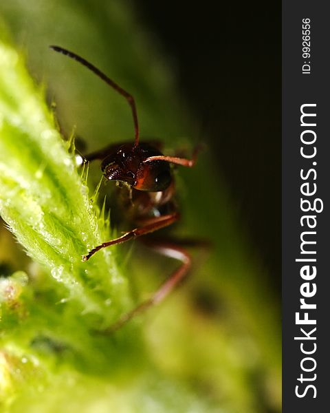 Small ant on the big green leaf. Narrow depth of field. Small ant on the big green leaf. Narrow depth of field.