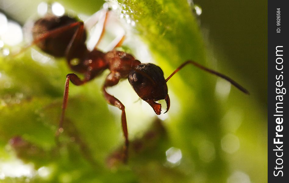 Small ant on the big green leaf. Narrow depth of field. Small ant on the big green leaf. Narrow depth of field.