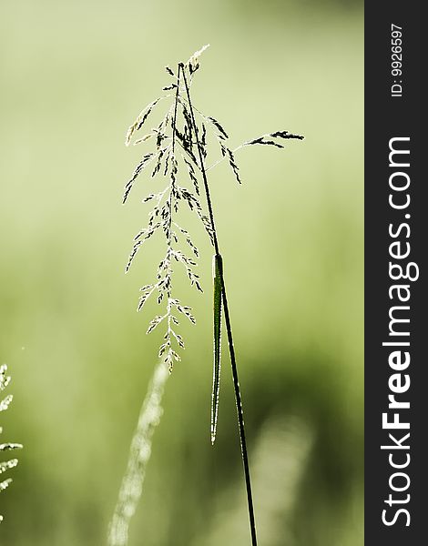 Broken blade of grass on the summer meadow. Narrow depth of field. Broken blade of grass on the summer meadow. Narrow depth of field.