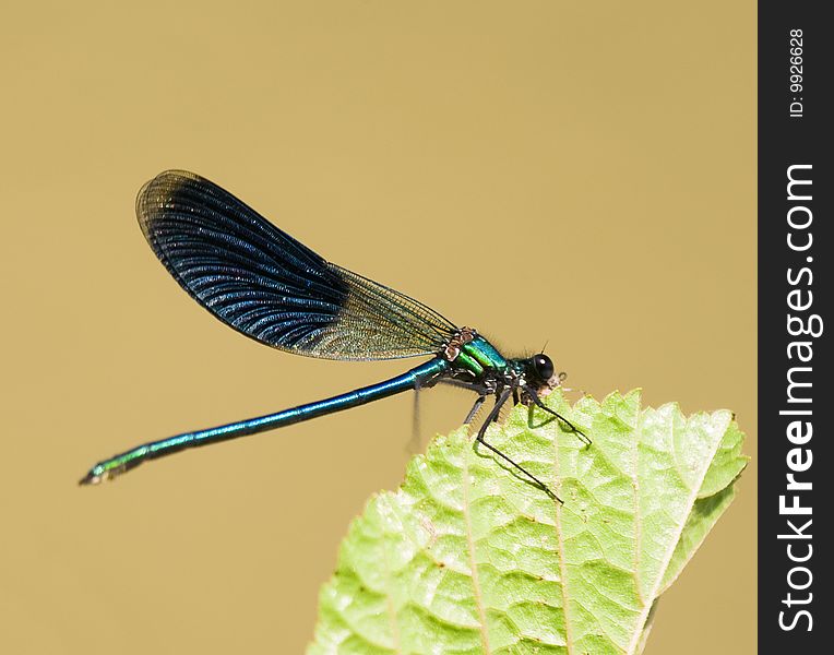 Macro Blue Dragonfly