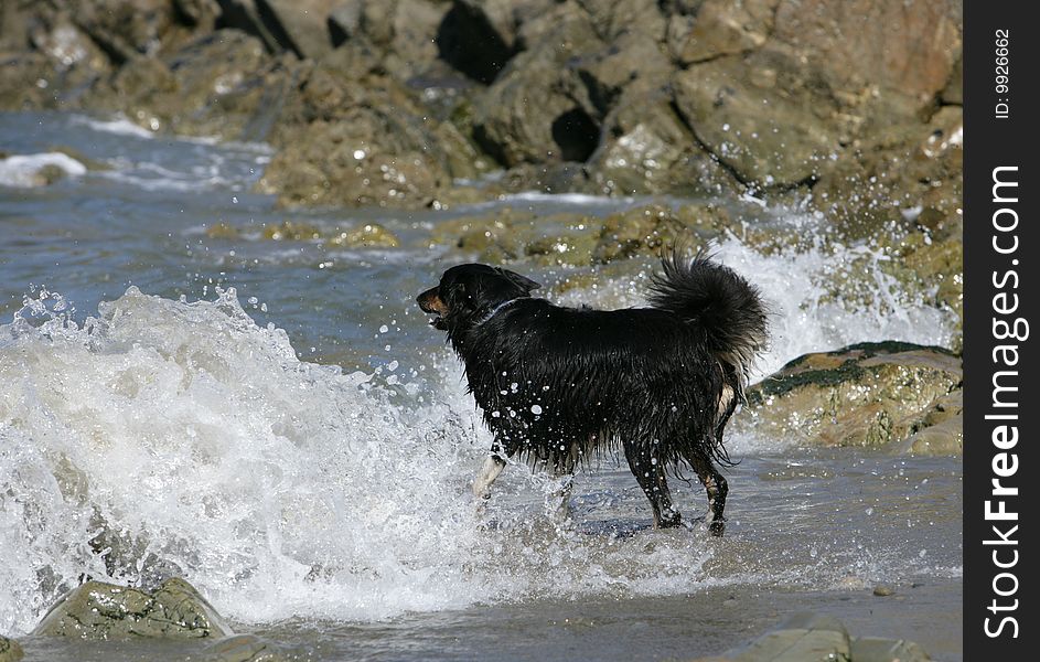 Border collie dog on beach
barking at the waves