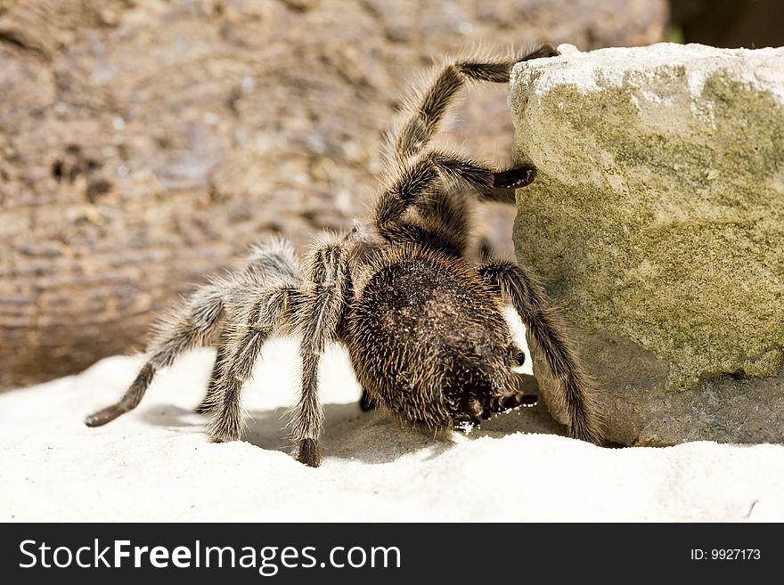 Close up of a Tarantula Spider on a rock and sandy background