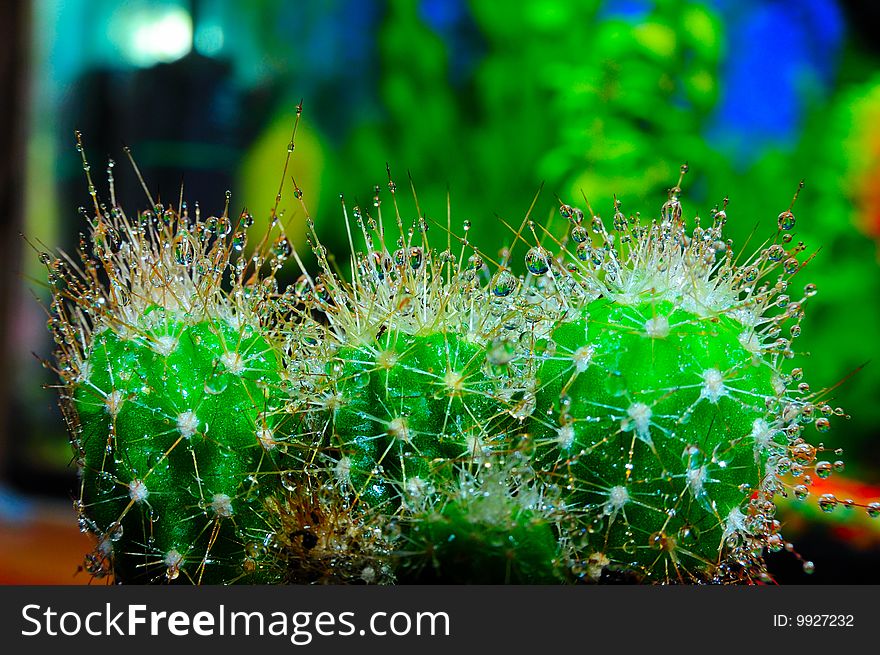 Green cactus with drops of water on tenterhooks. Green cactus with drops of water on tenterhooks.