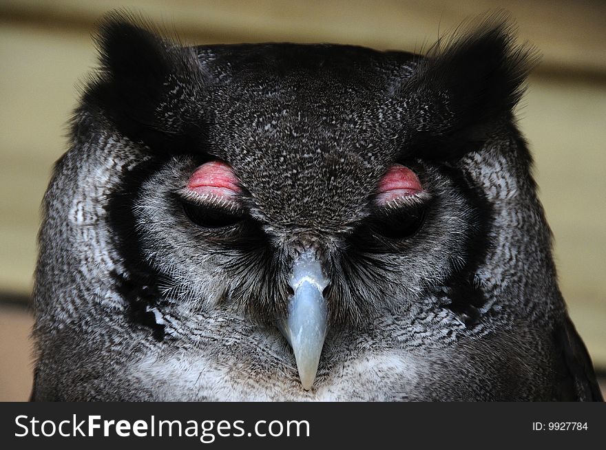 A portrait of a milky eagle owl