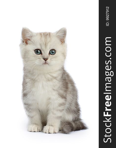 Cute little kitten isolated over white