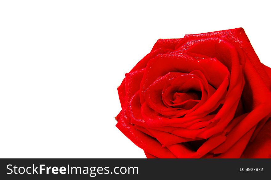 Beautiful red rose on a white background. Beautiful red rose on a white background.