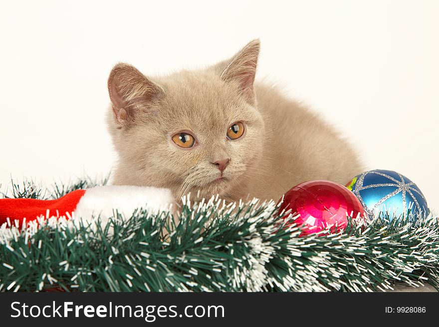 Kitten with Christmas Decorations